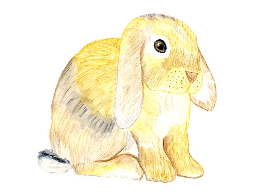 bunny