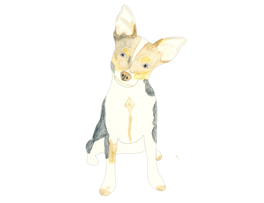 chihuahua