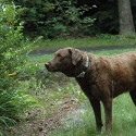 Scout is usually quiet w/a couple of exceptions…