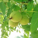 Making Nocino