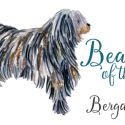 Beast of the Week Number One